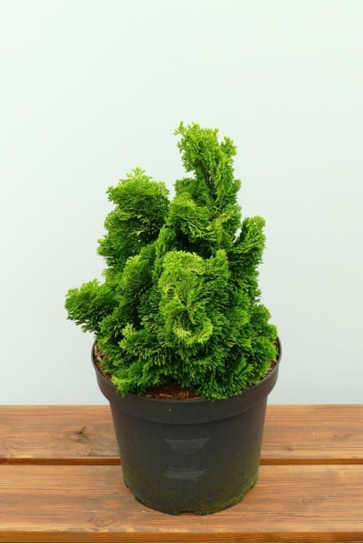 Кипарисовик тупой Avrora в контейнере.